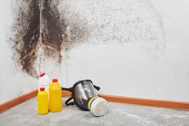 Best Black Mold Removal  in Nowata, OK