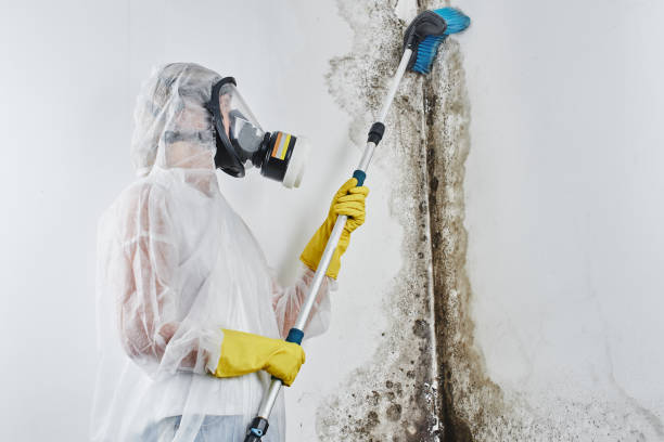 Best Emergency Mold Removal  in Nowata, OK