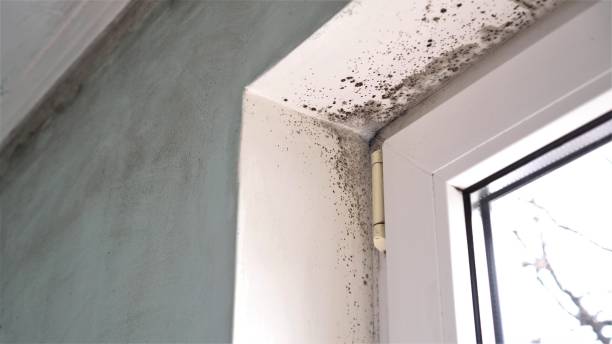 Best Commercial Mold Removal  in Nowata, OK