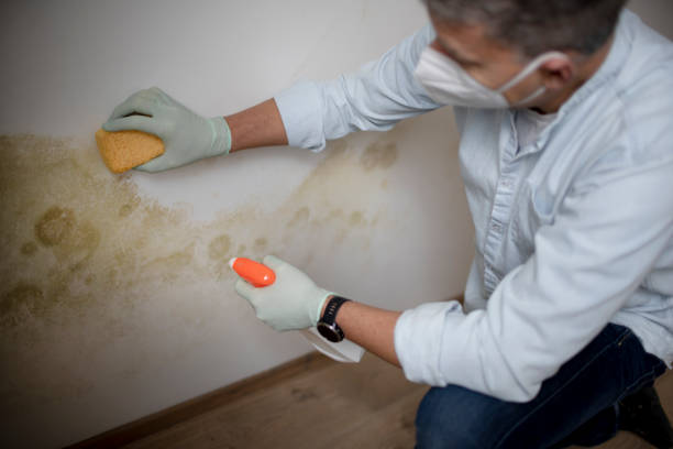 Best Black Mold Removal  in Nowata, OK