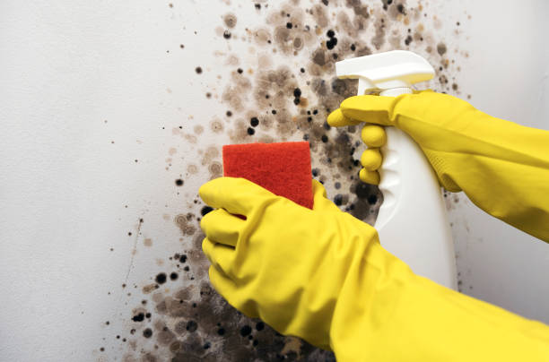 Best Home Mold Removal  in Nowata, OK