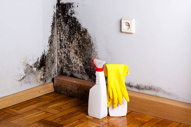 Best Residential Mold Removal  in Nowata, OK